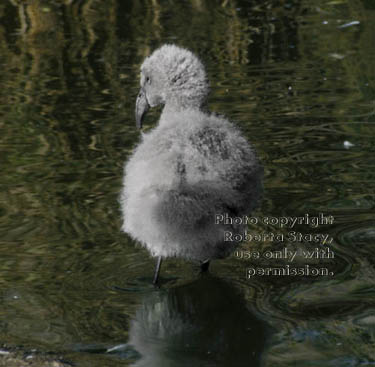 Chilean flamingo chick