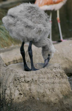 flamingo chick on nest