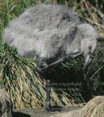 Chilean flamingo chick