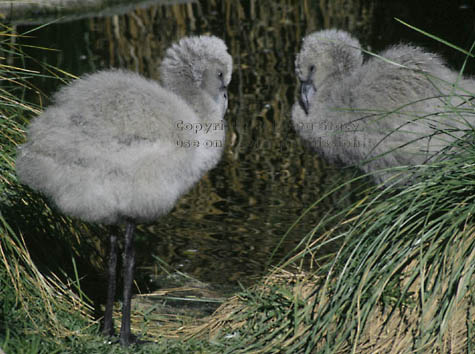 Chilean flamingo chicks