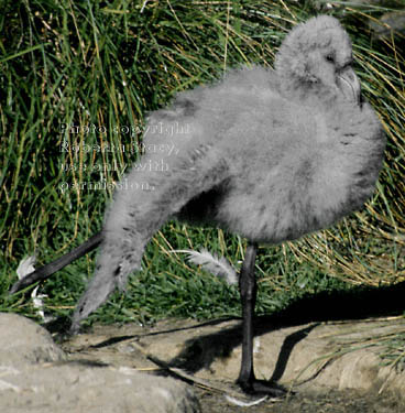 Chilean flamingo chick