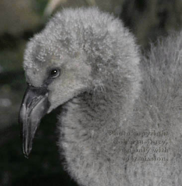 Chilean flamingo chick