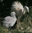 Chilean flamingo & chick