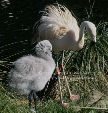 Chilean flamingo & chick