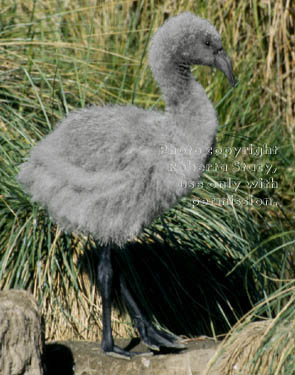 Chilean flamingo chick