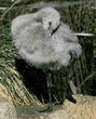 Chilean flamingo chick