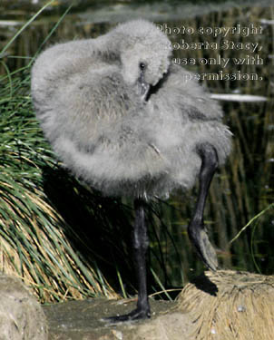 Chilean flamingo chick