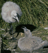 Chilean flamingo chicks