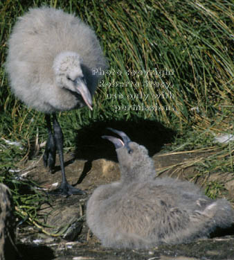 Chilean flamingo chicks