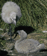 Chilean flamingo chicks