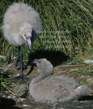 Chilean flamingo chicks