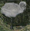 Chilean flamingo chick 