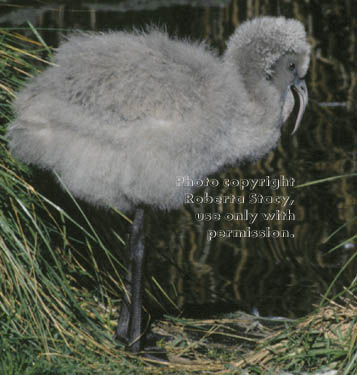 Chilean flamingo chick 