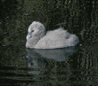 Chilean flamingo chick 