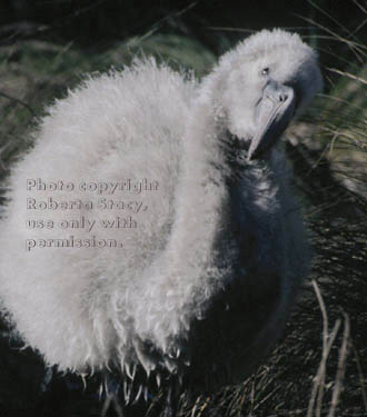 Chilean flamingo chick 