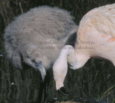 Chilean flamingo & chick