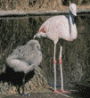 Chilean flamingo & chick