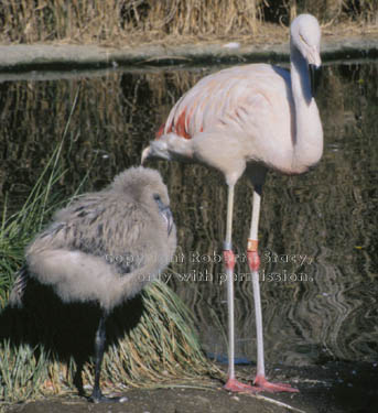 Chilean flamingo & chick