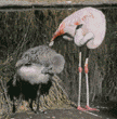 Chilean flamingo & chick