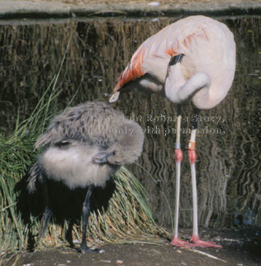 Chilean flamingo & chick