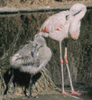 Chilean flamingo & chick