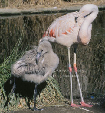 Chilean flamingo & chick