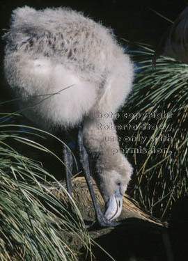 Chilean flamingo chick 