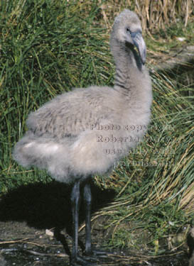 Chilean flamingo chick