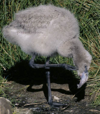 Chilean flamingo chick 