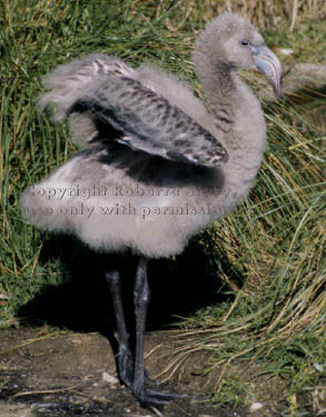 Chilean flamingo chick