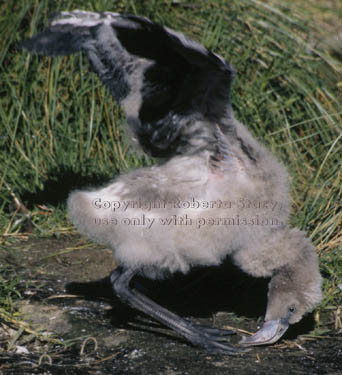 Chilean flamingo chick 