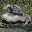 Chilean flamingo chick