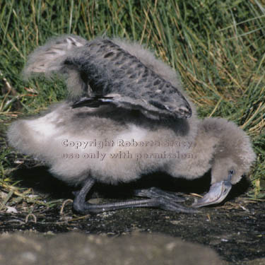 Chilean flamingo chick