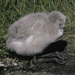 Chilean flamingo chick