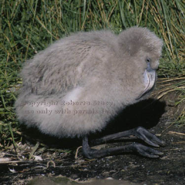 Chilean flamingo chick