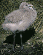 Chilean flamingo chick 