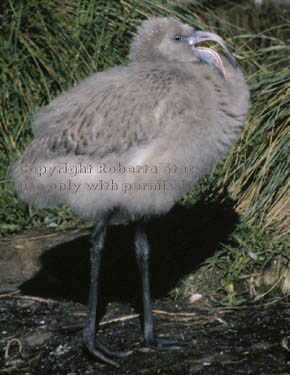 Chilean flamingo chick 