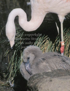 Chilean flamingo & chick