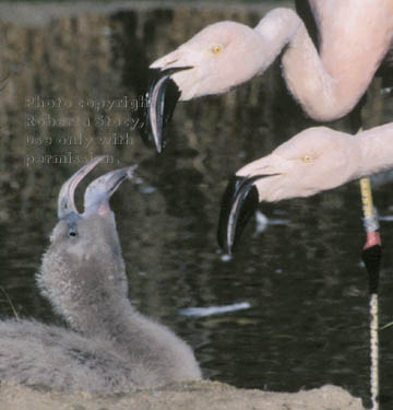 Chilean flamingos & chick