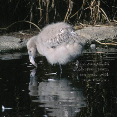 Chilean flamingo chick