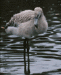 Chilean flamingo chick