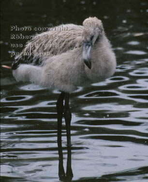 Chilean flamingo chick