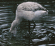 Chilean flamingo chick