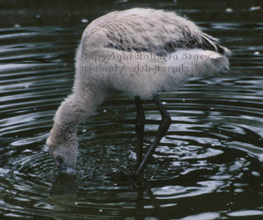 Chilean flamingo chick