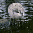 Chilean flamingo chick