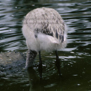 Chilean flamingo chick