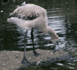 Chilean flamingo chick