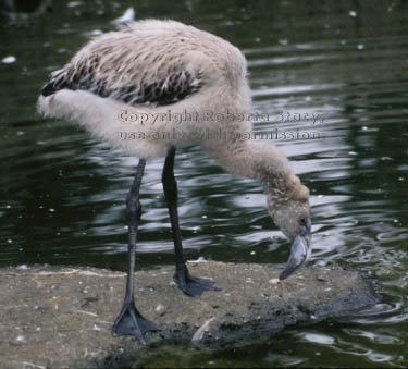 Chilean flamingo chick