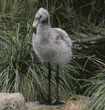 Chilean flamingo chick