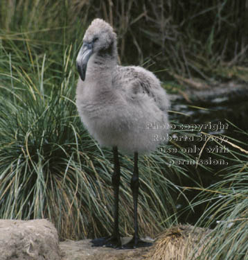 Chilean flamingo chick